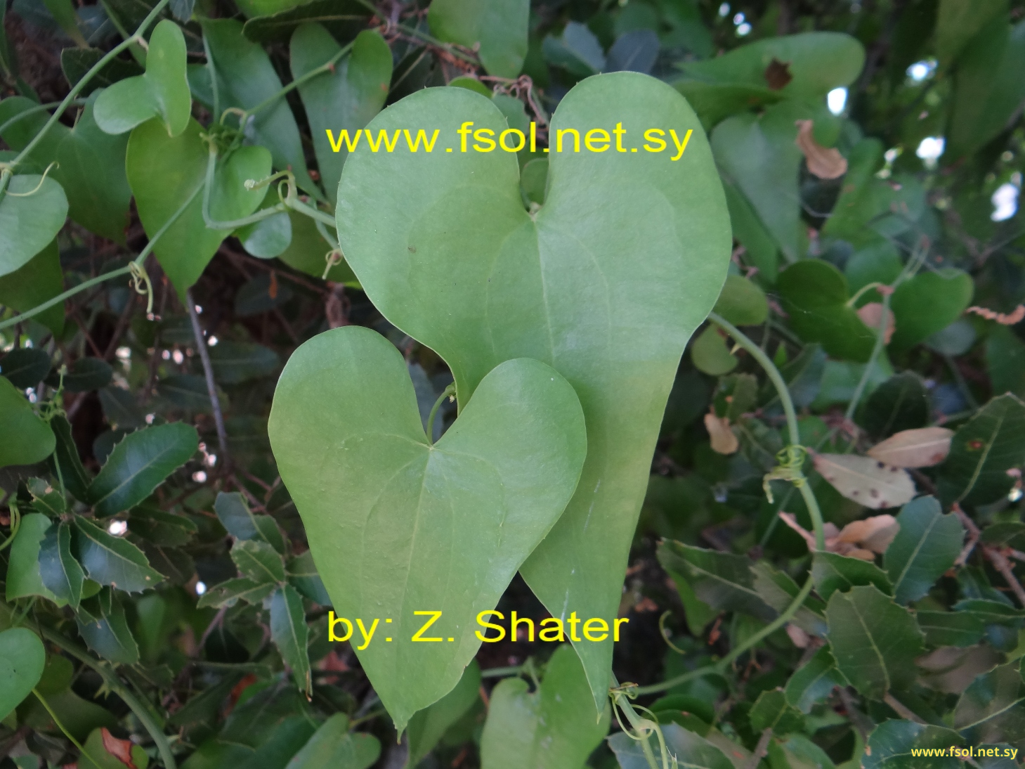 Smilax aspera L.